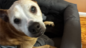 Lost Pet: Germany