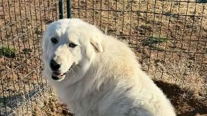 Lost Pet: HFR Grover of OUM