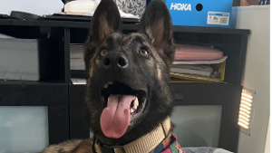 Lost Pet: Cassian Andor Koch