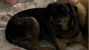 Lost Pet: Eddie