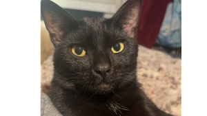 Lost Pet: Aleister Capone Crowley Reed