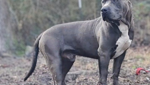 Lost Pet: Menace