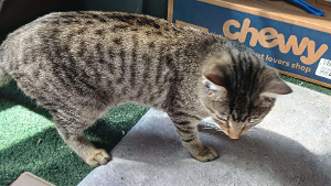 Lost Pet: Rex