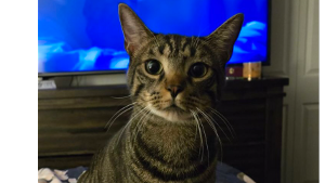 Lost Pet: Buddy