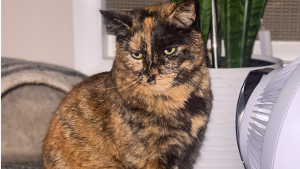 Lost Pet: COPPER