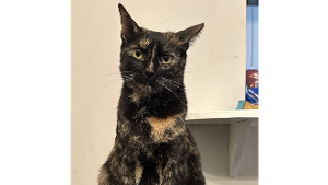 Lost Pet: Ember