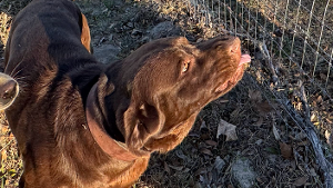 Lost Pet: Bruno Bear Westwood