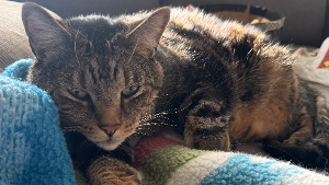 Lost Pet: Miso