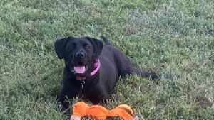 Lost Pet: Scout