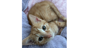 Lost Pet: Revelry