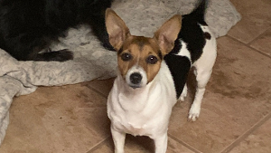 Lost Pet: Piper