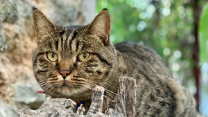 Lost Pet: Zeno