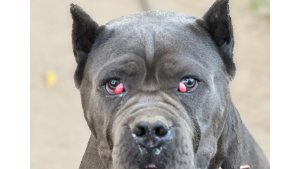 Lost Pet: Rocco Korleone