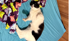 Lost Pet: BATMAN