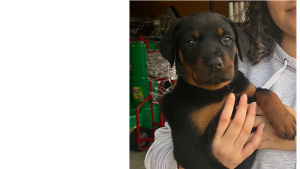 Lost Pet: Luna