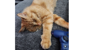 Lost Pet: Thor
