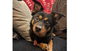 Lost Pet: Charlie- 45185