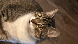 Lost Pet: Stevie