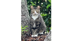 Lost Pet: Mister