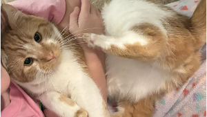 Lost Pet: Nemo