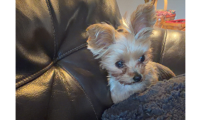 Lost Pet: Bella