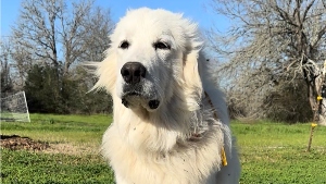Lost Pet: Matteo