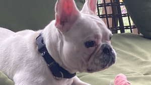Lost Pet: Millie Grace Shelby