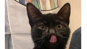 Lost Pet: Super Kitty