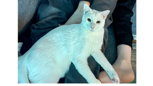 Lost Pet: Jack
