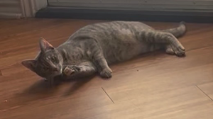 Lost Pet: Luna