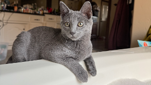 Lost Pet: Percival