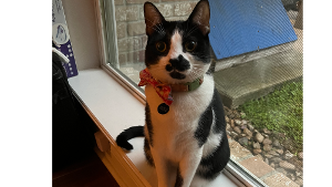 Lost Pet: Zuko