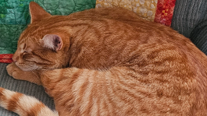 Lost Pet: Benjamin