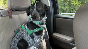 Lost Pet: Otis