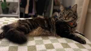 Lost Pet: Tigger