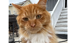 Lost Pet: Radar