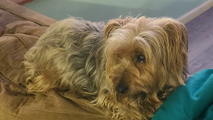 Lost Pet: Tucker Lee