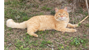 Lost Pet: Biscuit