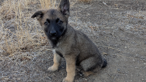 Lost Pet: Kaya