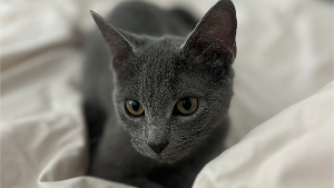 Lost Pet: Mona