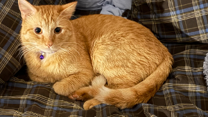 Lost Pet: Ollie