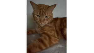 Lost Pet: Loki