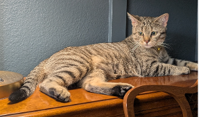 Lost Pet: Teagen