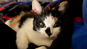 Lost Pet: Danica