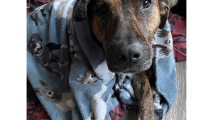 Lost Pet: SPARKLE