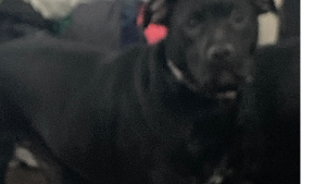Lost Pet: SHINE