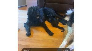 Lost Pet: Willow