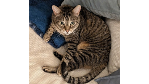Lost Pet: Nugget