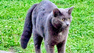 Lost Pet: Pixie