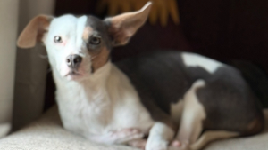 Lost Pet: Sunny